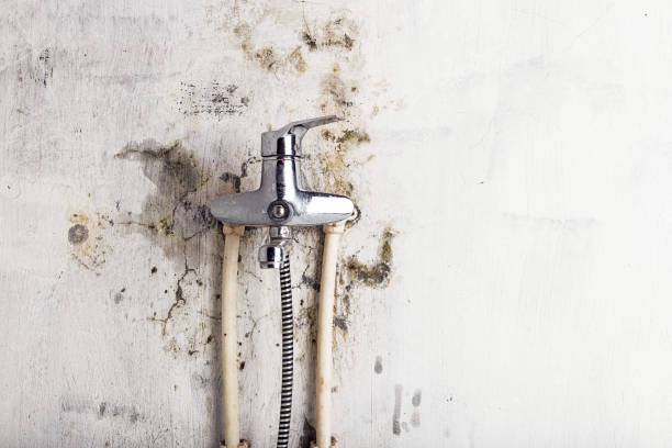 Best Same-Day Mold Removal  in Brownsville, LA