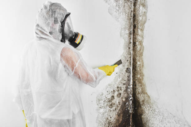 Best Professional Mold Removal  in Brownsville, LA
