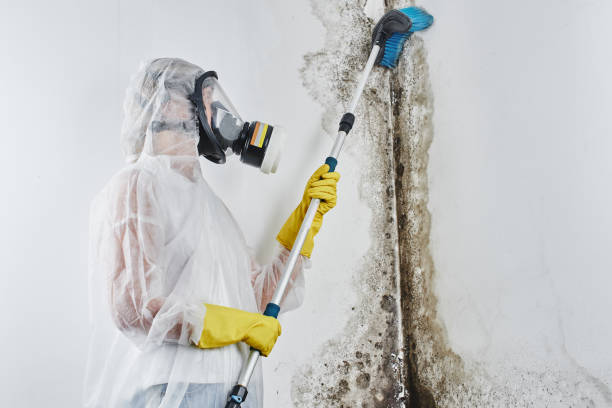 Best Professional Mold Removal  in Brownsville, LA