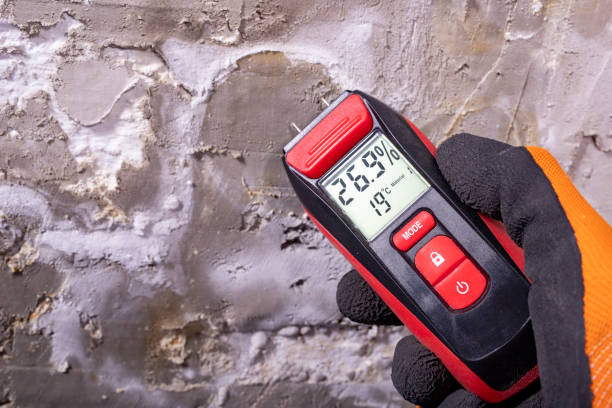 Best Black Mold Removal  in Brownsville, LA