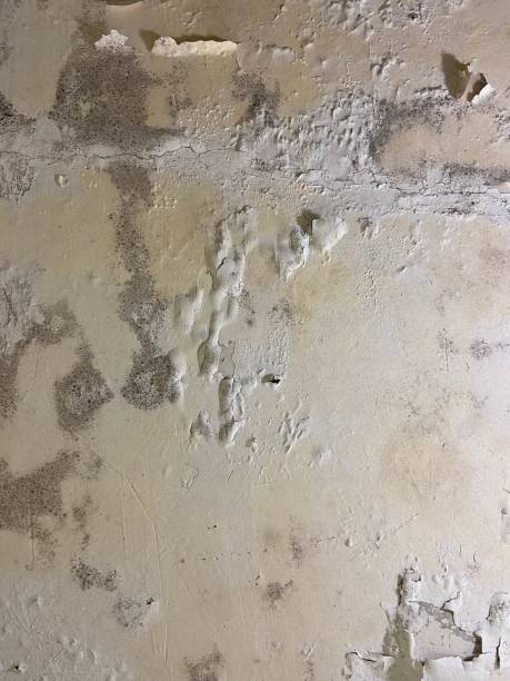 Best Commercial Mold Removal  in Brownsville, LA