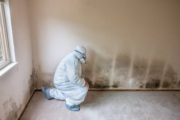 Best Toxic Mold Removal  in Brownsville, LA