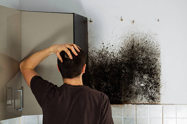 Best Affordable Mold Removal  in Brownsville, LA