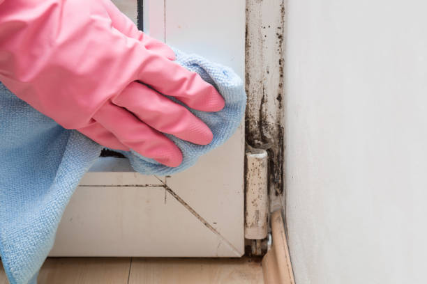 Best Home Mold Removal  in Brownsville, LA