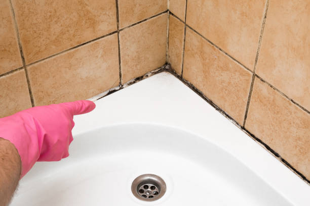 Best Mold Cleaning Services  in Brownsville, LA